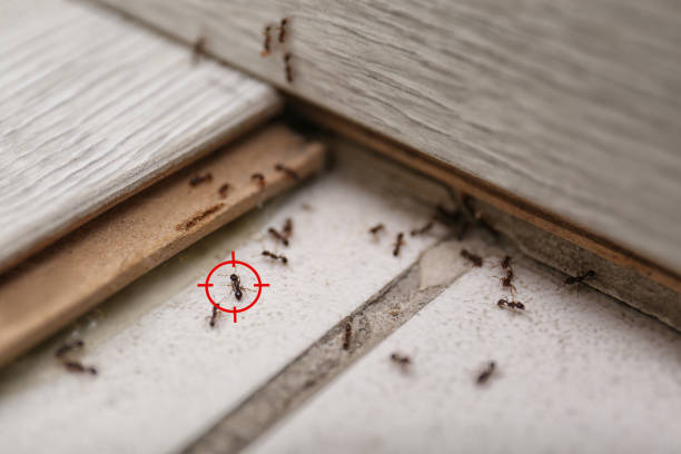 Best Affordable Pest Control Services  in St Albans, VT