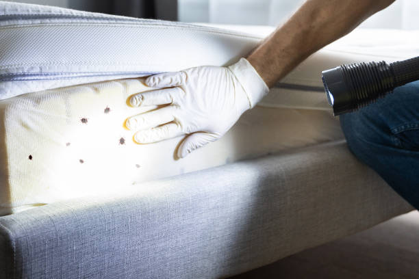 Best Pest Removal Services  in St Albans, VT