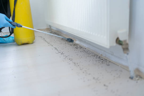 Best Mosquito Control Services  in St Albans, VT